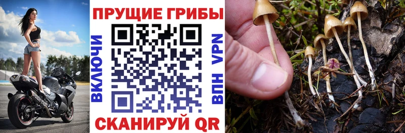 Псилоцибиновые грибы Cubensis  Дмитриев 